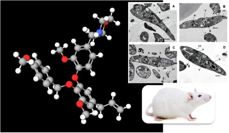 Potent compound derived from Brazilian plant offers hope for neglected disease